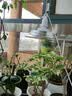 精忠报国植物补光灯大棚蔬菜花卉led室内绿植专用仿太阳全光谱园林生长灯 【仿太阳全光谱补光灯】白-30W 配3米灯头线 实拍图