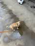 petlimit狗狗脖圈项圈小中大型犬颈圈泰迪金毛狗链脖套宠物用品柔软 桔色S 实拍图
