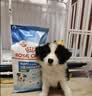 皇家狗粮 幼犬狗粮 宠物 小型犬 MIJ31 全价犬粮 2-10月 2KG 实拍图