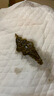 五月花扫把簸箕套装魔术扫把三件套刮水器地刮板站立梳齿型扫帚大扫除 实拍图