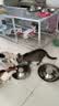 比瑞吉猫粮爱不将就全价全期猫主粮2kg*5添加蛋黄羊奶粉 实拍图