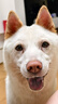 京东京造狗粮中大型犬成犬幼犬鲜肉全价狗粮10kg/20斤边牧金毛拉布拉多 实拍图
