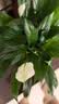 年宵花【热销款】白掌一帆风顺盆栽水培植物绿植过年装饰摆件年货 【店主推荐】特级白掌6-8株带花+早安盆+营养液 实拍图
