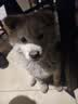 网易严选 鸡肉火腿肠 宠物食品幼犬成犬营养零食 柯基柴犬泰迪博美贵宾犬 火腿肠 180g*1袋 实拍图