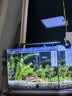 宠翰 小型鱼热带鱼饲料 孔雀斗鱼幼鱼开口鱼食脱壳丰年虾卵50克 实拍图
