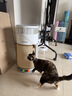霍尼韦尔（Honeywell）宠物空气净化器吸猫毛除过敏源猫猫搭子 猫毛净化器杀菌消毒除异味KJ360F-C22W 实拍图