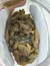 新边界【新疆吐鲁番特产】大颗粒绿香妃葡萄干400g高端免洗提子干 实拍图