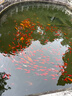 海尔小红花BK3MINI电热水器60升 国家补贴双胆扁桶 小体积3300W变频速热家用一级能效京东自营上门安装 实拍图
