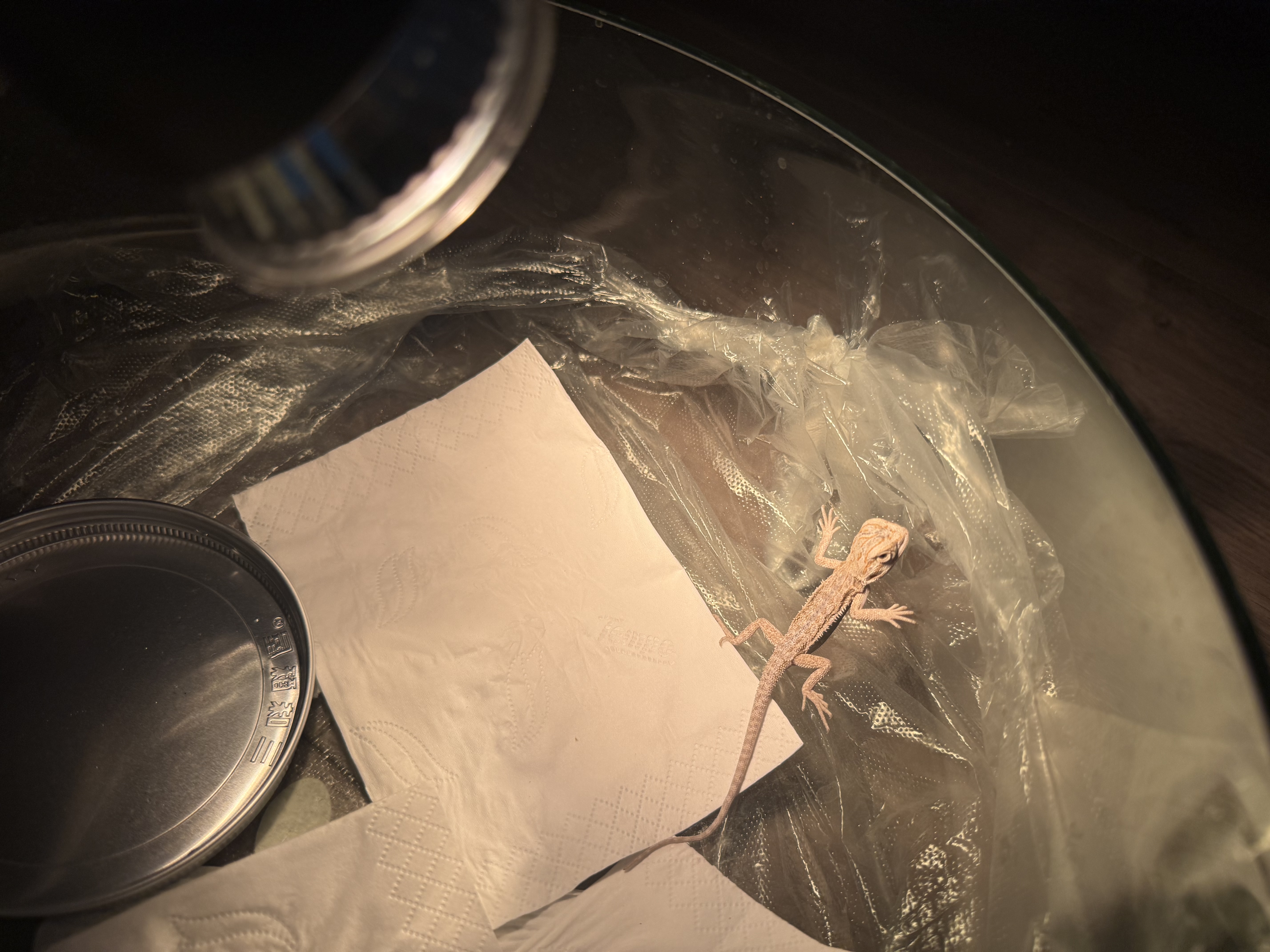 暮秋小主豹纹守宫活体小蜥蜴活物异宠温顺可爱入门新手柠檬霜橘子苗爬宠 超白鬃狮蜥（幼苗亲人） 实拍图