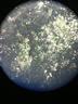 星特朗原野X黑色10X42高清高倍充氮防水微光夜视专业级双筒望远镜户外 实拍图