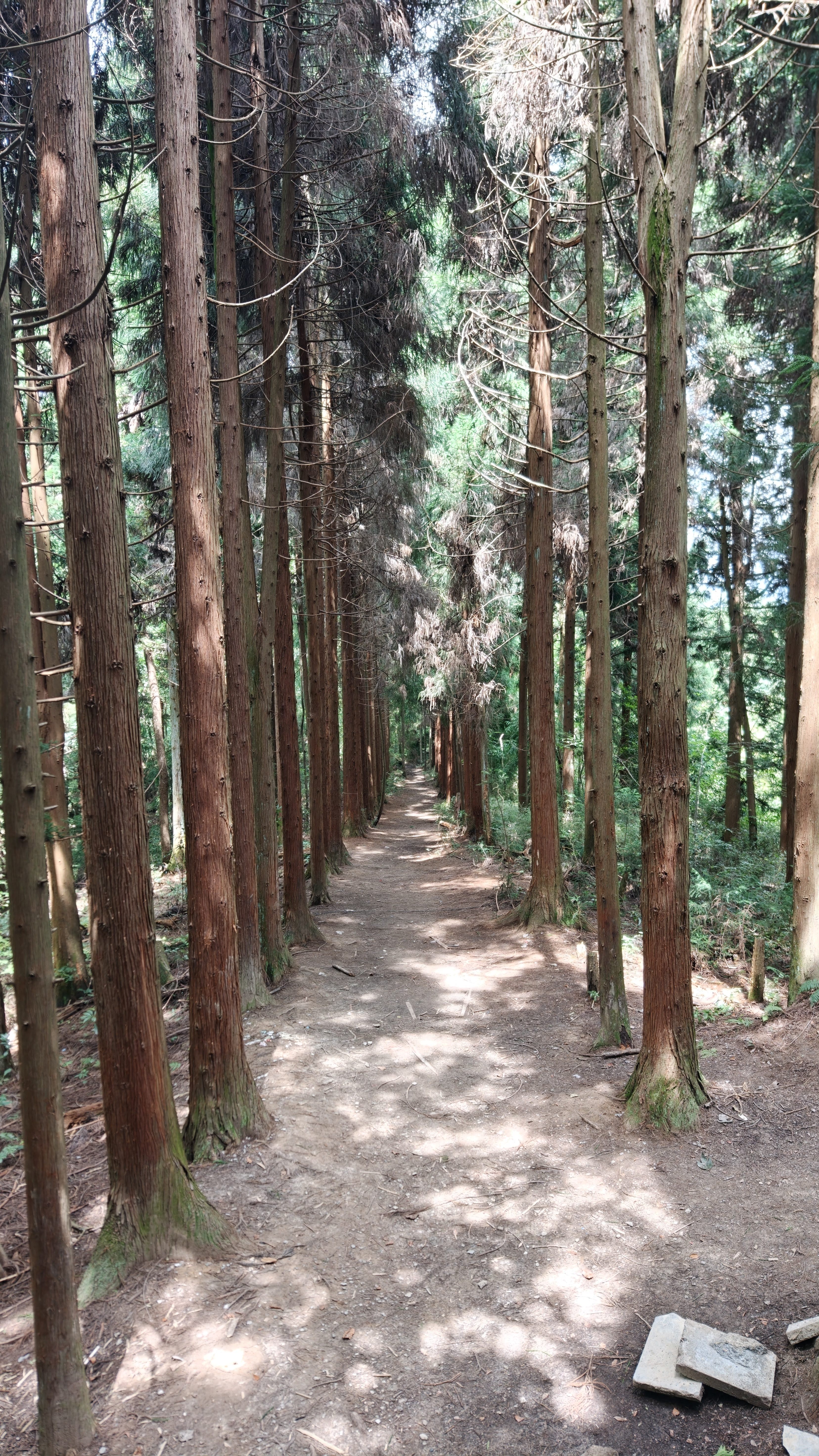 战术鸟(轻薄透气)大头围夏季户外渔夫帽男徒步登山防晒帽子女薄遮阳钓鱼 实拍图