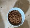 乐优派猫碗陶瓷狗碗猫食盆狗盆宠物碗猫粮碗高脚防打翻猫咪用品 渐变蓝 实拍图