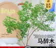临雅马醉木水培植物鲜切枝条盆栽活树室内小绿植日本吊钟树苗客厅水培 60cm-70cm+50-60cm一枝+吊牌 实拍图