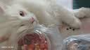 疯狂的主人猫抓板耐磨不掉屑猫爪板窝白牛卡纸一体椭圆耐抓防猫抓盆不烂玩具 实拍图