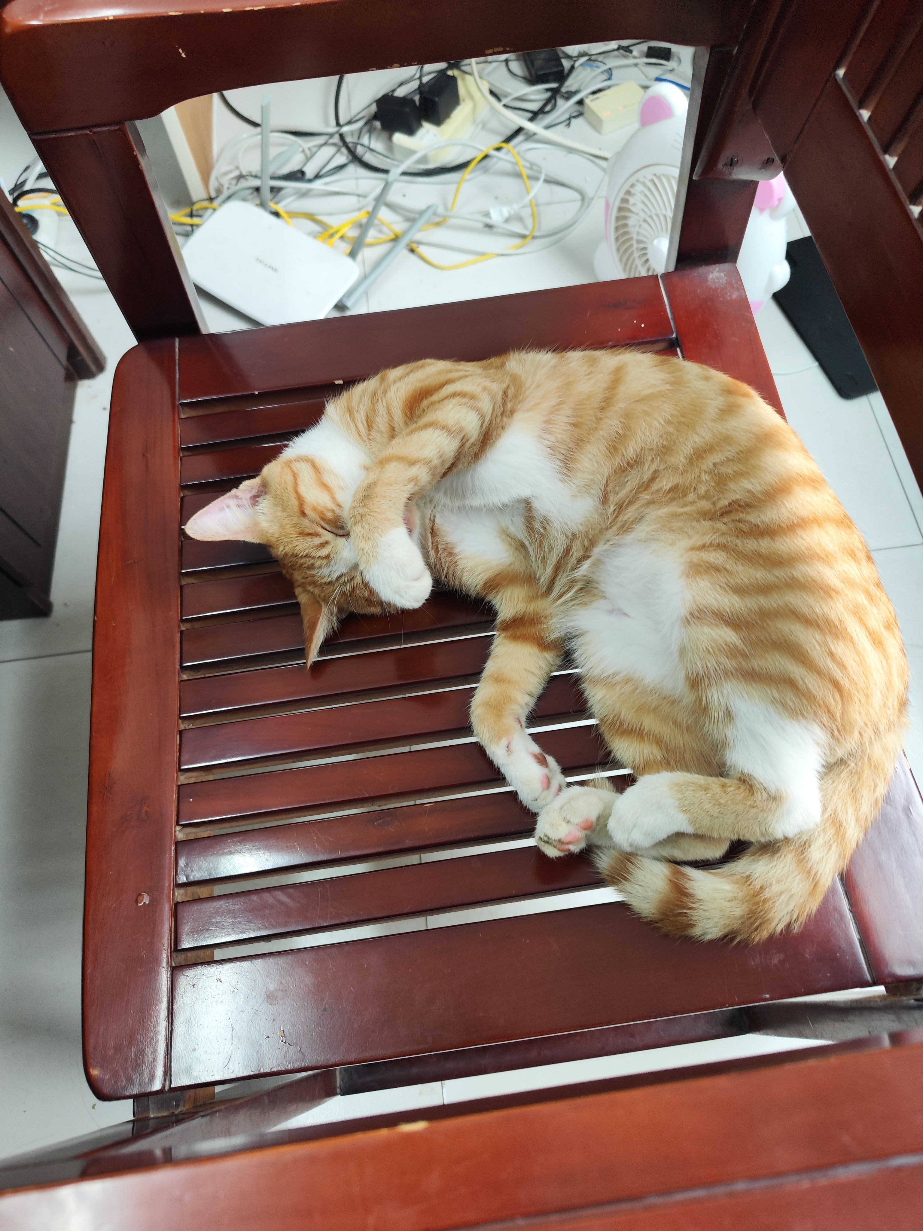 财咪宠物驱虫药猫咪狗狗体内外同驱一体幼犬去跳蚤蜱虫用非泼罗尼滴剂 实拍图