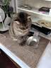 甜浪海猫碗狗碗304不锈钢猫食盆防打翻猫咪喝水碗保护颈椎增高宠物饭碗 实拍图