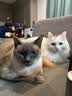佳乐滋银勺猫罐头猫湿粮猫零食成猫幼猫泰国进口鲣鱼金枪鱼鸡肉70g*24 实拍图