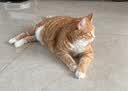 皇家猫粮 挑嘴成猫猫粮 高适口性 EF38 通用粮 12月以上 2KG 实拍图