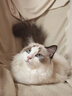 阿飞和巴弟【迪士尼疯狂动物城】猫粮猫主食罐主食猫条主食冻干新年礼盒 实拍图