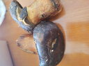 【京东空运】云南新鲜菌菇组合煲汤打边炉菌火锅炖汤蘑菇多种菌菇 七彩鲜菌组合净重1500g 实拍图