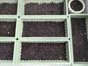 ldeal理想农业 香菜种子阳台盆栽家庭易种蔬菜种籽葱黄瓜生菜菠菜种子 实拍图