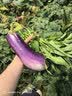 百菲酪【新鲜日期】水牛纯牛奶3.8g乳蛋白200ml*18盒早餐甘蔗 实拍图