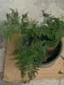 文竹盆栽绿植花卉盆景植物室内客厅水培文松云竹文竹大苗四季常青 小文竹【3棵性价比高】原土球发货 高度15-25cm 实拍图
