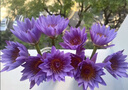 京东鲜花百合8朵向日葵5枝+配草一束鲜切花随机色源头直发 实拍图