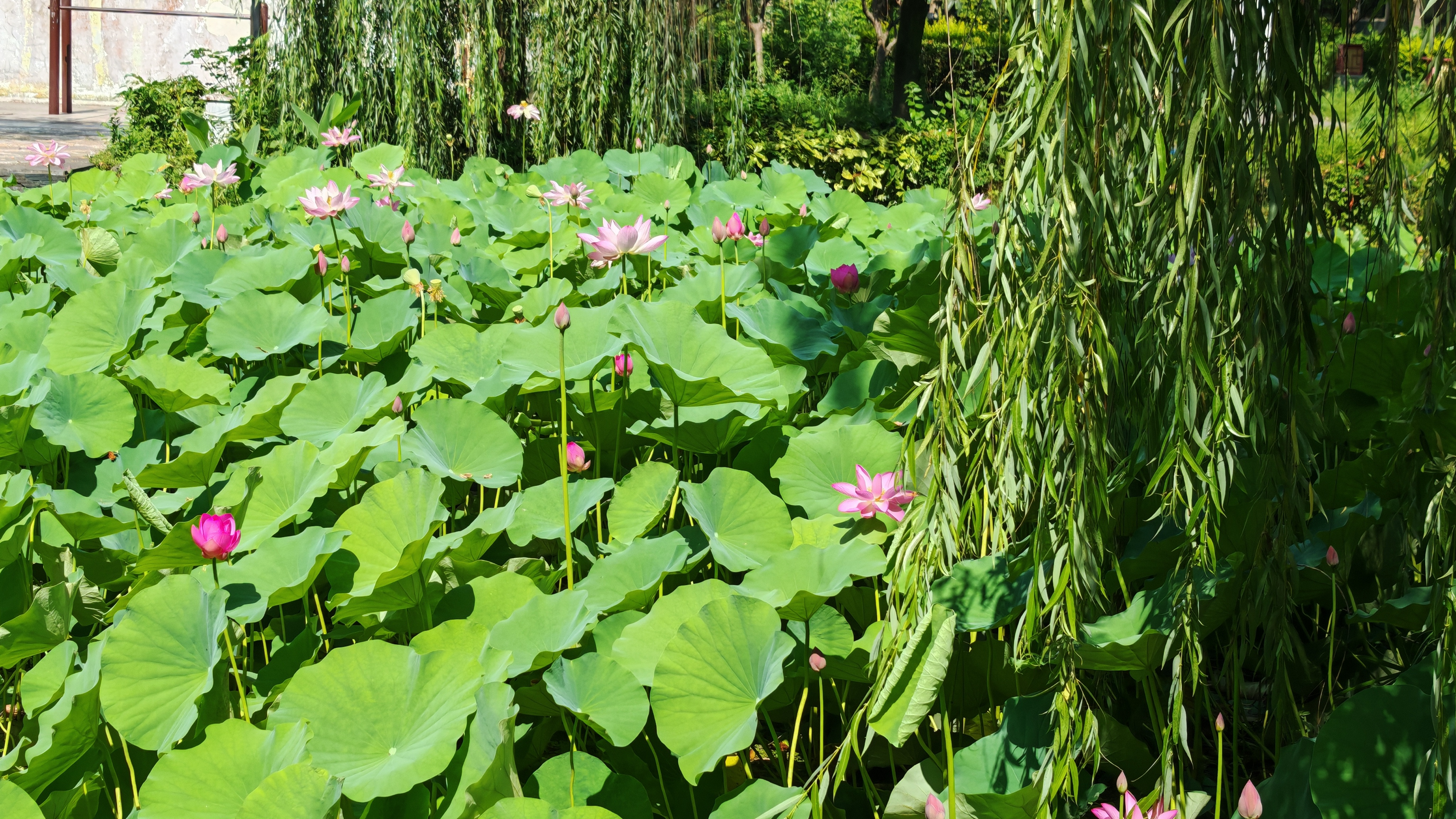 京东京造免手洗平板拖把42cm P25家用拖地神器一拖净无水印墩布 含拖布*2 实拍图