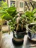 花翁绣球花苗无尽夏大花幸运八仙花阳台室内庭院花卉盆栽植物源头直发 实拍图