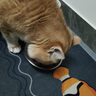 麦富迪猫罐头 红肉猫罐头猫咪零食成幼猫补水亮毛吞拿鱼鸡肉170g*24罐 实拍图