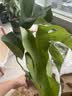龟背竹水培植物室内好养绿植老桩客厅大叶盆栽除甲醛富贵竹天堂鸟 精品龟背竹50-60cm1颗（不含瓶）+营养液 不含盆 实拍图