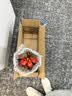 美观大方年销花鸿运当头大型盆栽绿植大凤梨客厅装饰送礼好养 鸿运当头1颗装【原盆原土】 【年宵花】鸿运当头 实拍图