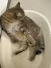 维克（Virbac）耳漂滴耳液狗狗猫咪预防耳螨清洁耳道洗耳液犬猫耳部清洁宠物滴耳液 60ml 实拍图