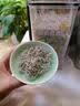 贡苑特级有机张家 界莓茶礼盒190g送长辈礼品天然原生态高山龙须芽尖 实拍图