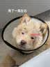 拜达尔宠物猫癣狗癣驱螨虫药真菌感染疥螨蠕形螨止痒杀菌硫软膏15g 实拍图