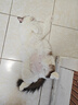 LEGENDSANDY蓝氏猫零食全价主食猫条成猫幼猫鲜肉猫湿粮罐头混合味36支*3盒 实拍图