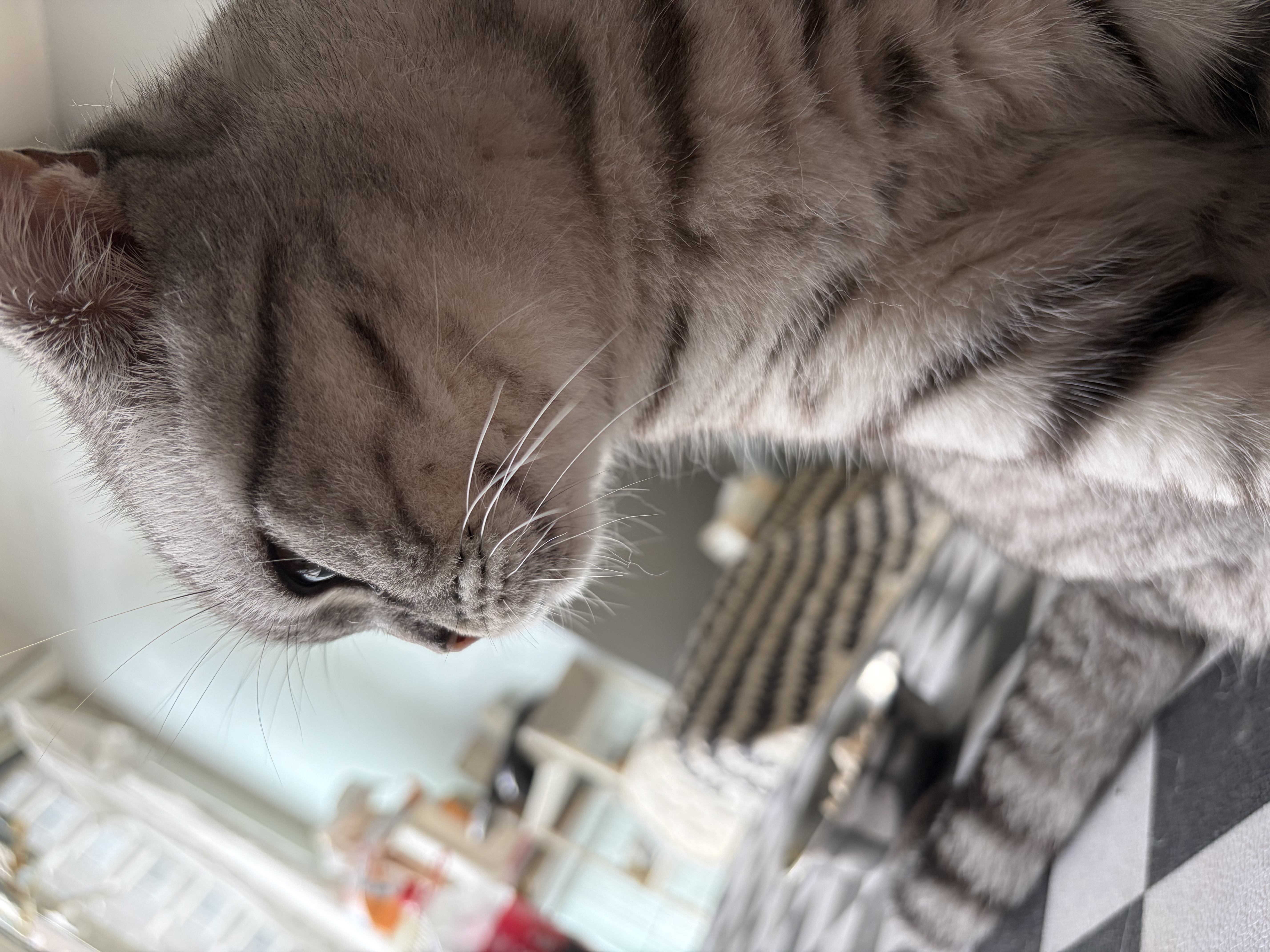浦力斯奥 猫砂钠基矿砂猫砂除臭 混合猫砂膨润土结团快9斤装 实拍图