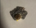 贵为（GiGwi）仿真发声小鸟逗猫玩具小猫咪幼猫自嗨解闷神器逗猫棒 实拍图
