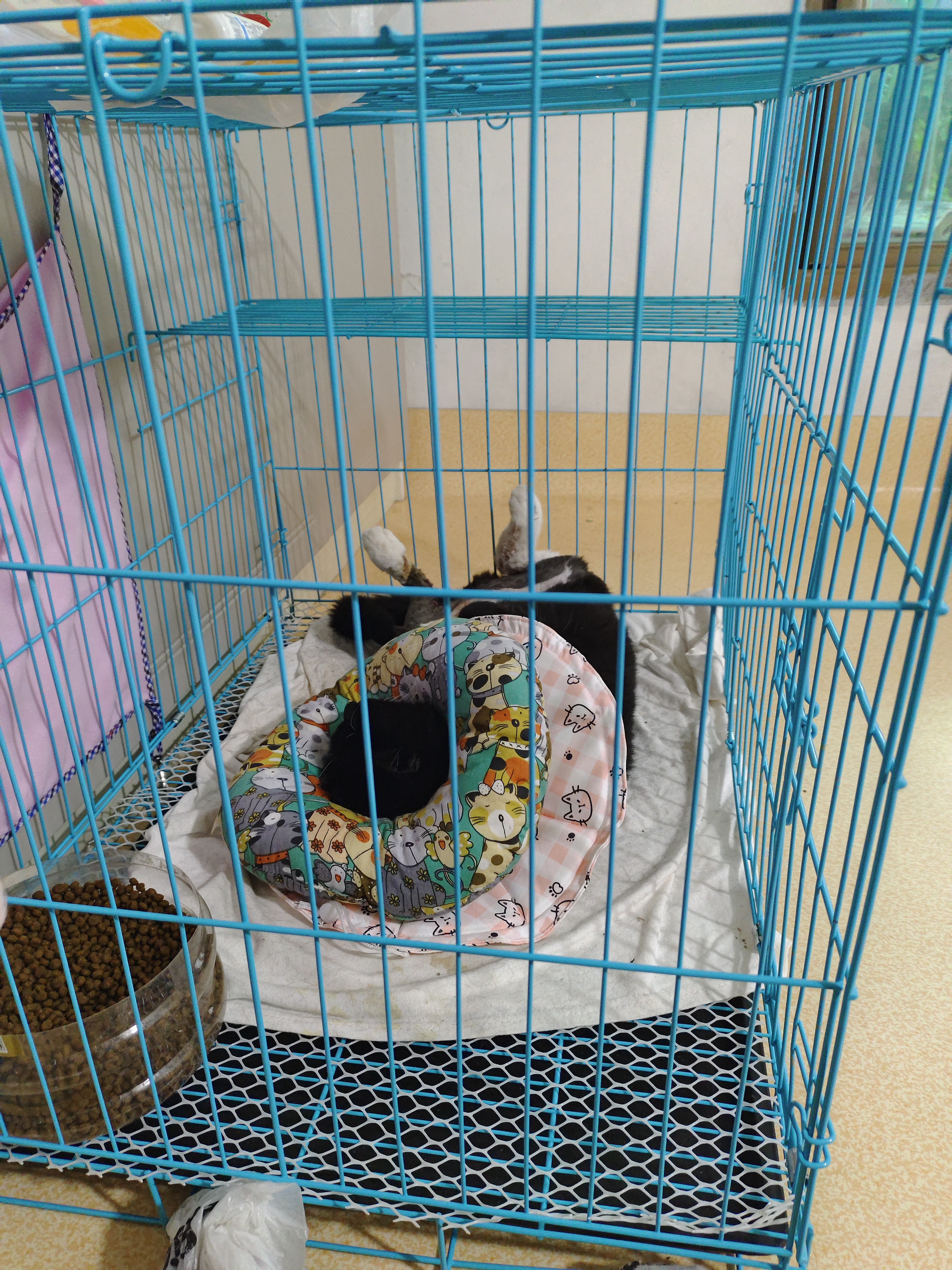 憨憨宠猫笼折叠猫笼子大号猫别墅加粗加密双层猫舍猫窝宠物猫咪用品家用 蓝色 700双层 实拍图