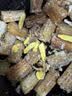 鹰金钱鲜炸鲮鱼罐头 中华老字号即食海鲜鱼罐头下酒饭菜广东特产 227g 实拍图