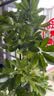 叹为观止大型植物发财树各种大颗盆栽开业乔迁客厅办公室内好养大型花卉 造型鸭脚木【1.5-1.7米】 含盆 实拍图