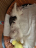 皇家幼猫奶糕猫粮 离乳期孕猫BK34通用粮 1-4月增强免疫亲肠胃助消化 【1-4月与孕期】BK34猫奶糕 400g*1袋 实拍图