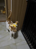 佳乐滋银勺猫罐头猫湿粮猫零食成幼猫进口鸡肉鲣鱼金枪鱼小银鱼70g*24罐 实拍图