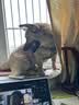 高悠派狗狗牵引绳中大型犬背心式胸肩背带拉布拉多狗绳宠物通用 实拍图