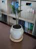 八芽迷你竹柏盆栽茶几好养花卉绿植四季常青办公室内桌面植物净化空气 竹柏+小茶罐盆（陶瓷）+竹底托 带盆栽好 实拍图