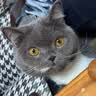 卫仕（NOURSE）猫多维魔方富含猫咪日常所需复合维生素皮肤毛发科学营养补充剂 基础款猫多维200片*3瓶 实拍图