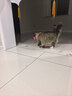 HELLOJOY猫咪玩具自嗨解闷神器智能电动逗猫球自动逗猫棒幼猫遛猫消耗体力 实拍图