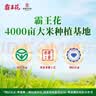 霸王花 河源淮山米粉米线 6斤礼盒装 粉丝炒米粉 广东客家特产 实拍图