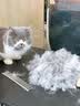 富美内特（FURminator）梳子猫咪去浮毛底绒梳开结梳猫毛梳美短英短暹罗美毛短毛猫大号 实拍图